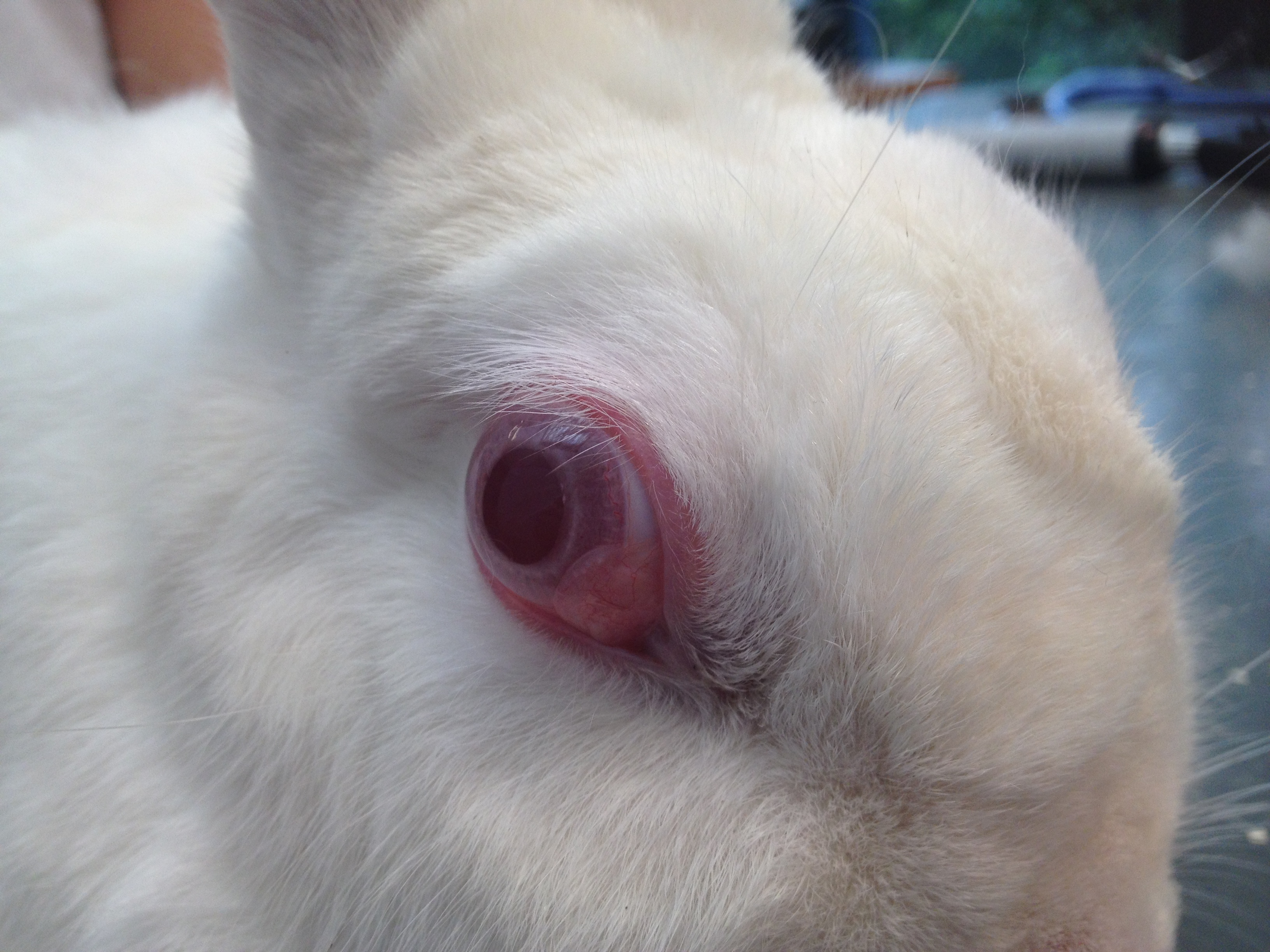 Verwonderend Oogziekten bij konijnen en knaagdieren - Oogdierenarts UL-75
